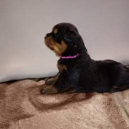 Rottweiler Puppies from Von Nuffosttor Rottweilers