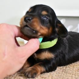 Green collar boy - Black and tan male Dachshund puppy in Empire, Alabama from Heart of Dixie Kennel