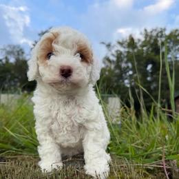 Lady - Parti female Goldendoodle puppy in Cherry Tree, Pennsylvania from Plum Creek Acres Next Generation