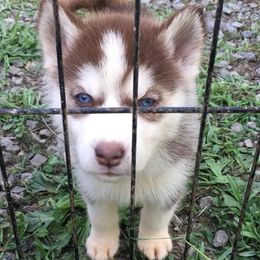 German Shepherds and Siberian Huskies from Stubbs Kennels