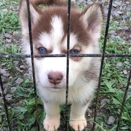 German Shepherds and Siberian Huskies from Stubbs Kennels