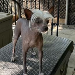 Chihuahua and Chinese Crested Puppies from Western Kentucky Chihuahua’s and Chinese Crested’s