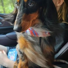 Jules - Dachshund