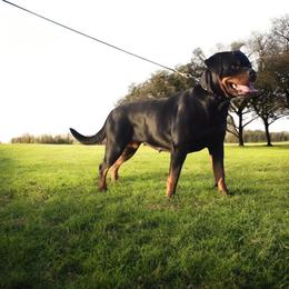 Bella - Rottweiler