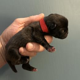 Red collar - Silver male Pug puppy in Tucson, Arizona from Furever Friends