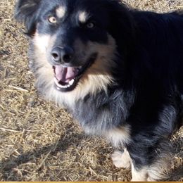 Finn - Australian Shepherd