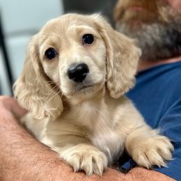 Male 3 - Cream male Dachshund puppy in Hensley, Arkansas from Fink Dachshund Farm - Central Arkansas