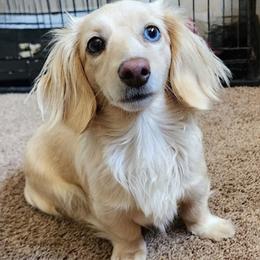 Dachshund puppies from Turner's Bluegrass Wiener's