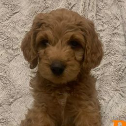 Boy 5 - Labradoodle puppy in California from Daisy Uribe's Labradoodles