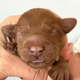 Girl 1 lite pink - Red female Cavapoo puppy in Pasco, Washington from Beth's Cavapoos