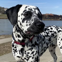 Dalmatians from Lots of Spots