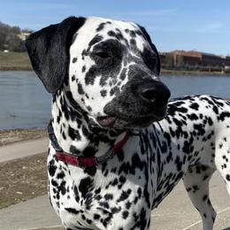 Dalmatians from Lots of Spots