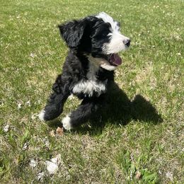 Periwinkle Girl - Bernedoodle puppy in Wexford County, Michigan from Blissful Bernedoodles