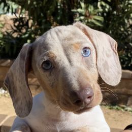 Dachshunds, Pomeranians, and Pomskies from Desert Diamond Kennels