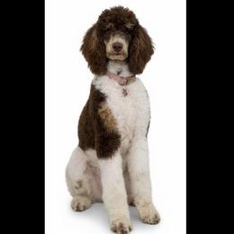 Porshce - Poodle