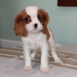 Inez - Blenheim female Cavalier King Charles Spaniel puppy in Leonard, Texas from Rising Star Kennels
