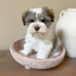 Darby - Parti female Miniature Schnauzer puppy in Calera, Alabama from Tuck’s Farmstead
