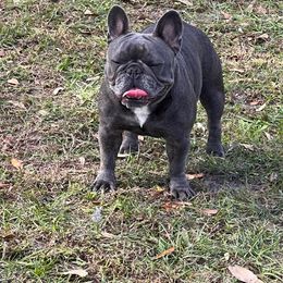 Gracie - French Bulldog