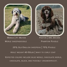 Assorted Doodle Crosses puppies from Arizona Doodle Trails
