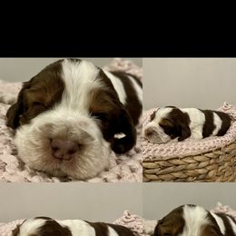 Boy 1 - English Springer Spaniel puppy in Sumter, South Carolina from Small Batch Spaniels