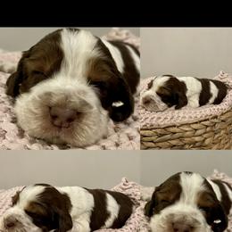Boy 1 - English Springer Spaniel puppy in Sumter, South Carolina from Small Batch Spaniels