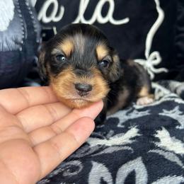 Raven (Bramble) - Dapple female Dachshund puppy in Lincoln, California from Hidden Oaks Dachshunds