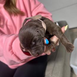 Girl 3 - Chocolate female Labrador Retriever puppy in Coldwater, Ohio from Midwest Labrador’s