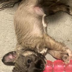 Miniature Schnauzers from Kylie's Miniature Schnauzers