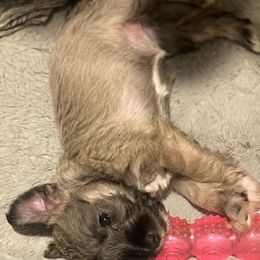 Miniature Schnauzers from Kylie's Miniature Schnauzers