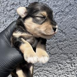 Morty - Salt and pepper male Miniature Schnauzer puppy in Menifee, California from Moonshine’s Minis