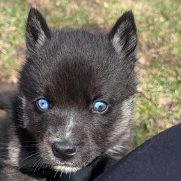 Squishy - Black tan and white male Siberian Husky puppy in Wisconsin from Liberty Siberians