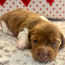 Ripp - Red male Dachshund puppy in Hensley, Arkansas from The Dachshund Barn