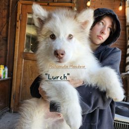 Lurch - Alaskan Malamute puppy in Washington from Malamute Meadow