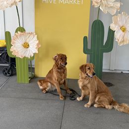 Autumn - Golden Retriever