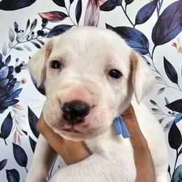 Blue- Slider (lemon spotted) - White and lemon male Dalmatian puppy in Gray, Georgia from Fuller Spots