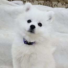 Purple - White female American Eskimo Dog puppy in Murrieta, California from SoCal American Eskimos