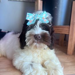 Luna with training - Brown and white female Cockapoo puppy in Boonville, North Carolina from Doods & Dolls