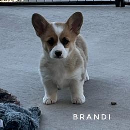 Brandi - Red female Pembroke Welsh Corgi puppy in Vernal, Utah from Bingo's Kennel