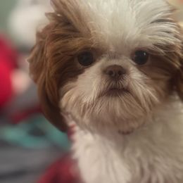 Annie - Shih Tzu