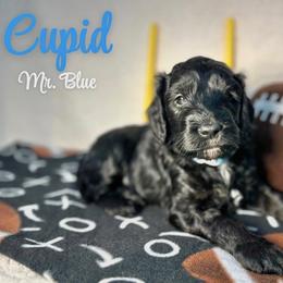 Cupid - Black male Australian Labradoodle puppy in Richmond, Kentucky from Happy Time Doodles