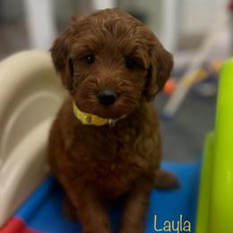 Layla - Red  female Goldendoodle puppy in Jonesboro, Arkansas from Honeysuckle Creek Goldendoodles