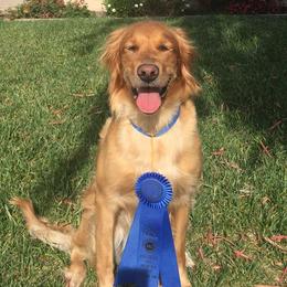 Tombi - Golden Retriever
