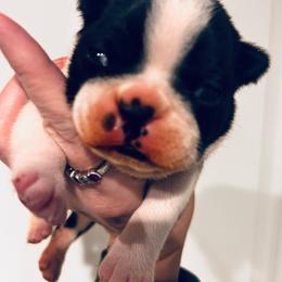 Bootsie-Riggs only girl - Black brindle and white female Boston Terrier puppy in Yakima, Washington from Barnett’s AKC Boston Terriers