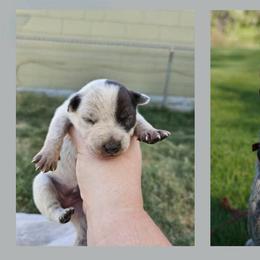 Australian Cattle Dog All Grown Up from Blue Steel Cattle dogs