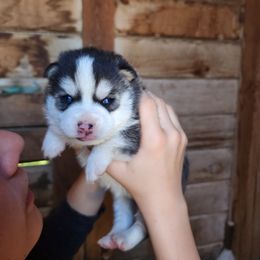 Pomsky Puppies from Pomsky Play-ce