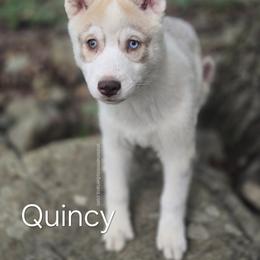 Quincy - Red and white male Siberian Husky puppy in Stanhope, New Jersey from Shimmermint Siberians