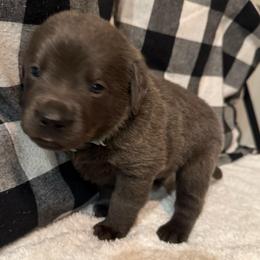 Rocky- Light Blue - Charcoal male Dilute Retriever puppy in Marion, Illinois from Summer Lovin’ Labradors of Southern Illinois
