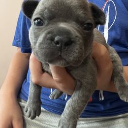 Girl 5 - French Bulldog puppy in Williamston, North Carolina from Beth’s Precious Dachshunds and Frenchies
