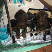 Pudelpointer Puppies from High Power Pudelpointers