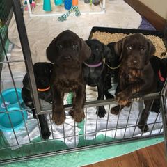 Pudelpointer Puppies from High Power Pudelpointers